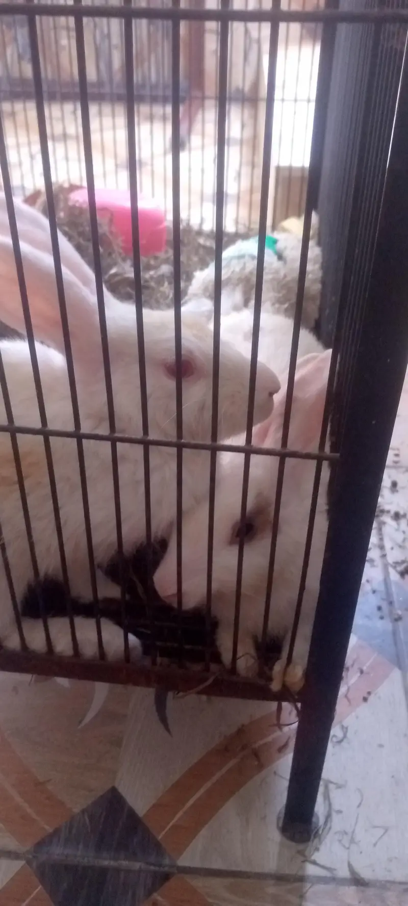 Rabbit  for sale