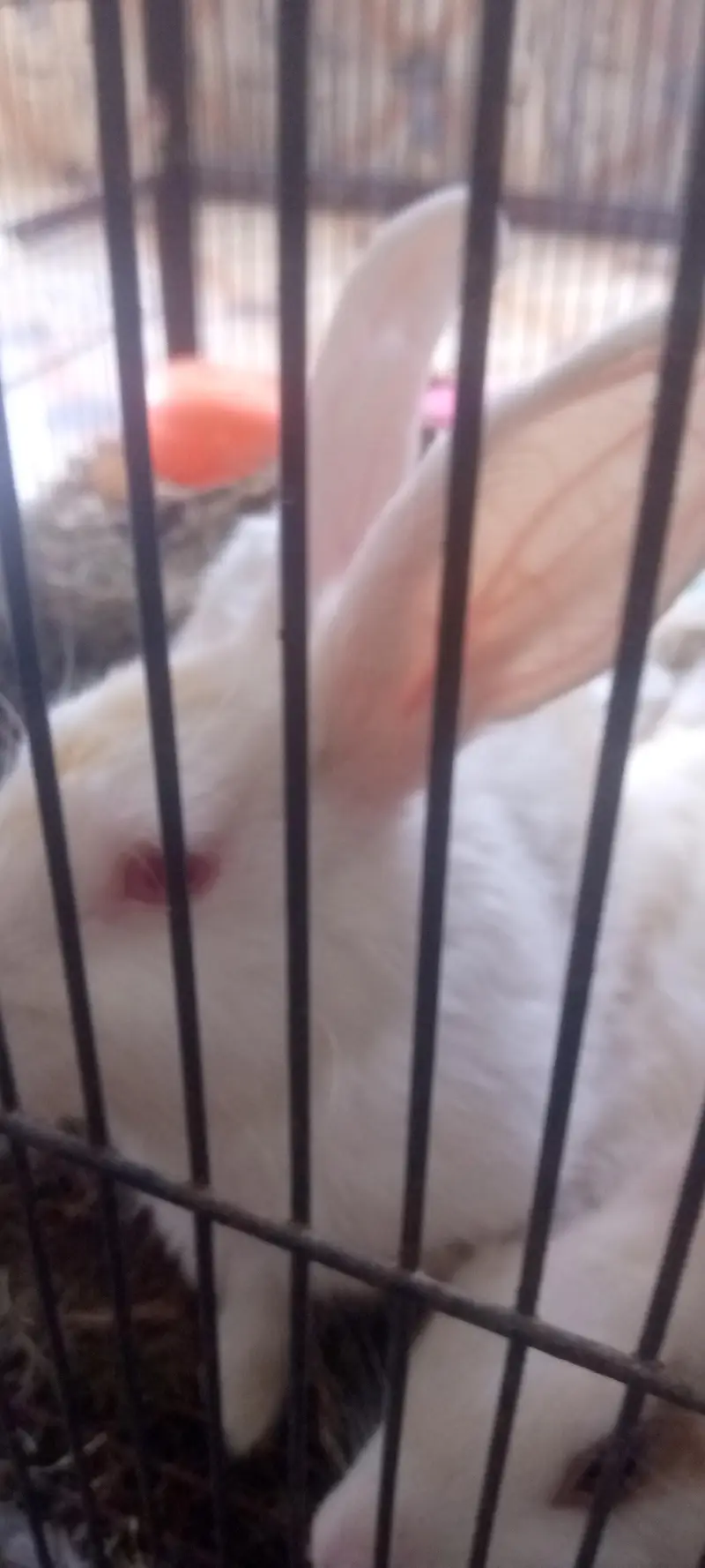 Rabbit  for sale — photo 2