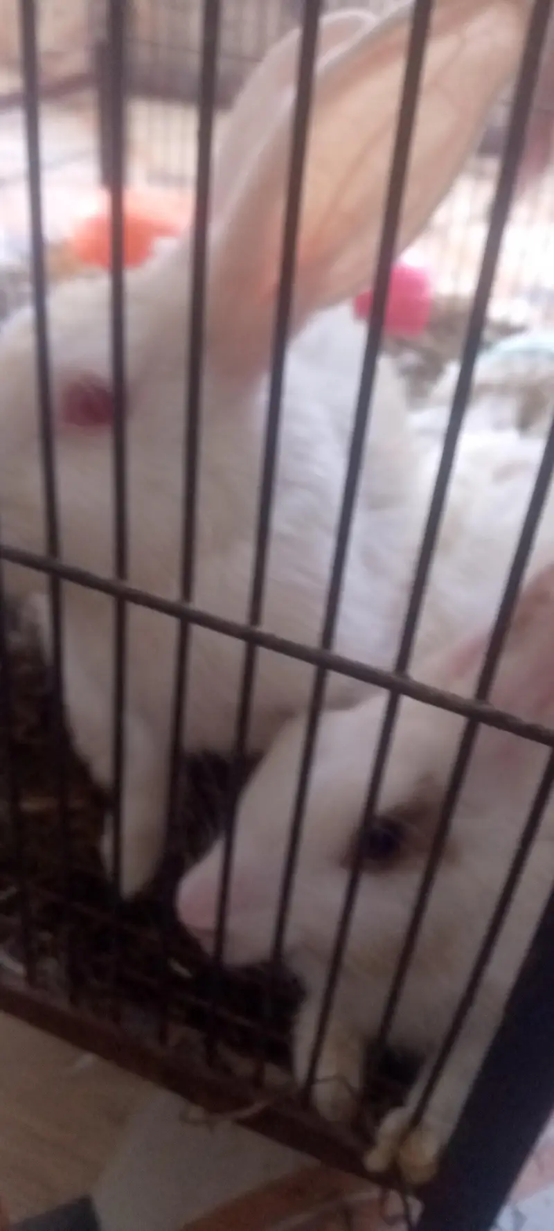 Rabbit  for sale — photo 3