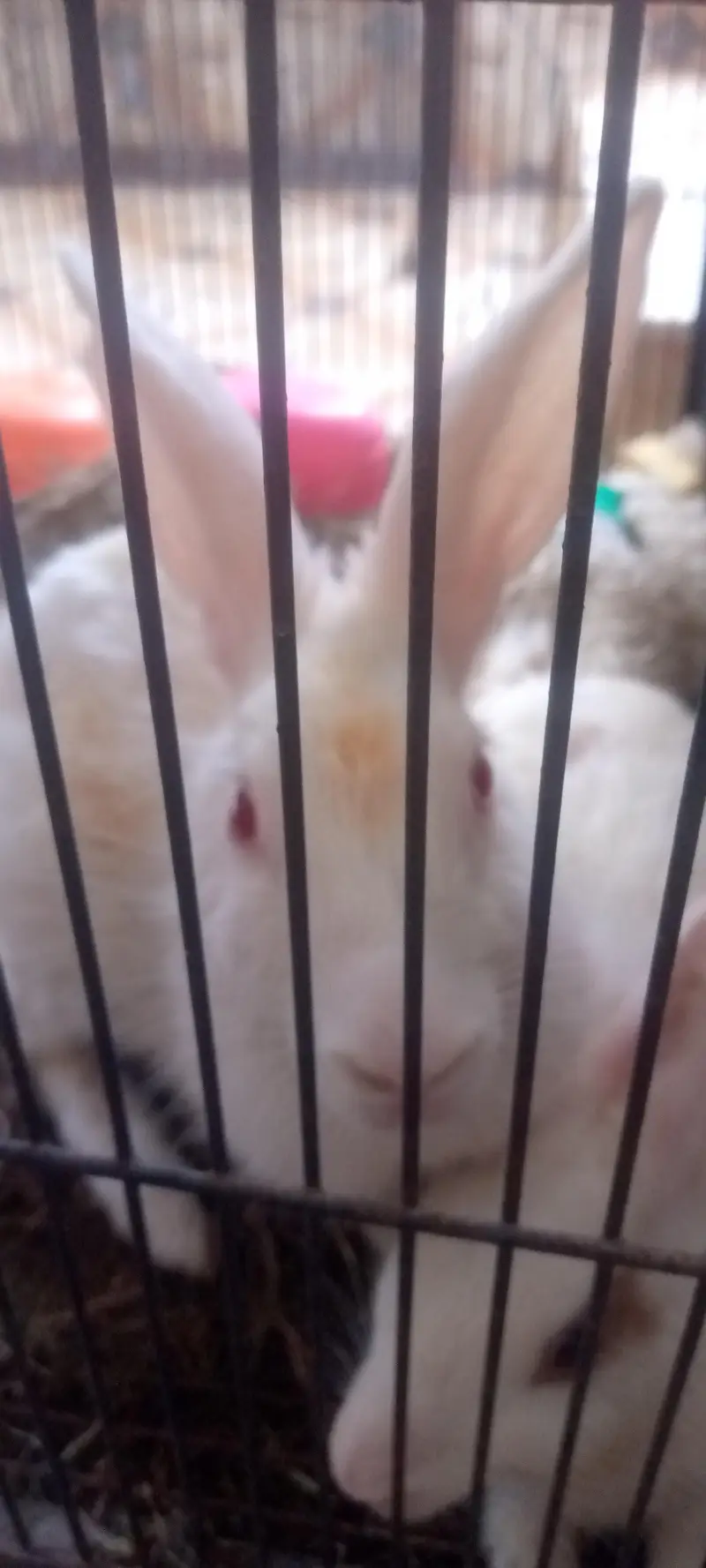 Rabbit  for sale — photo 4
