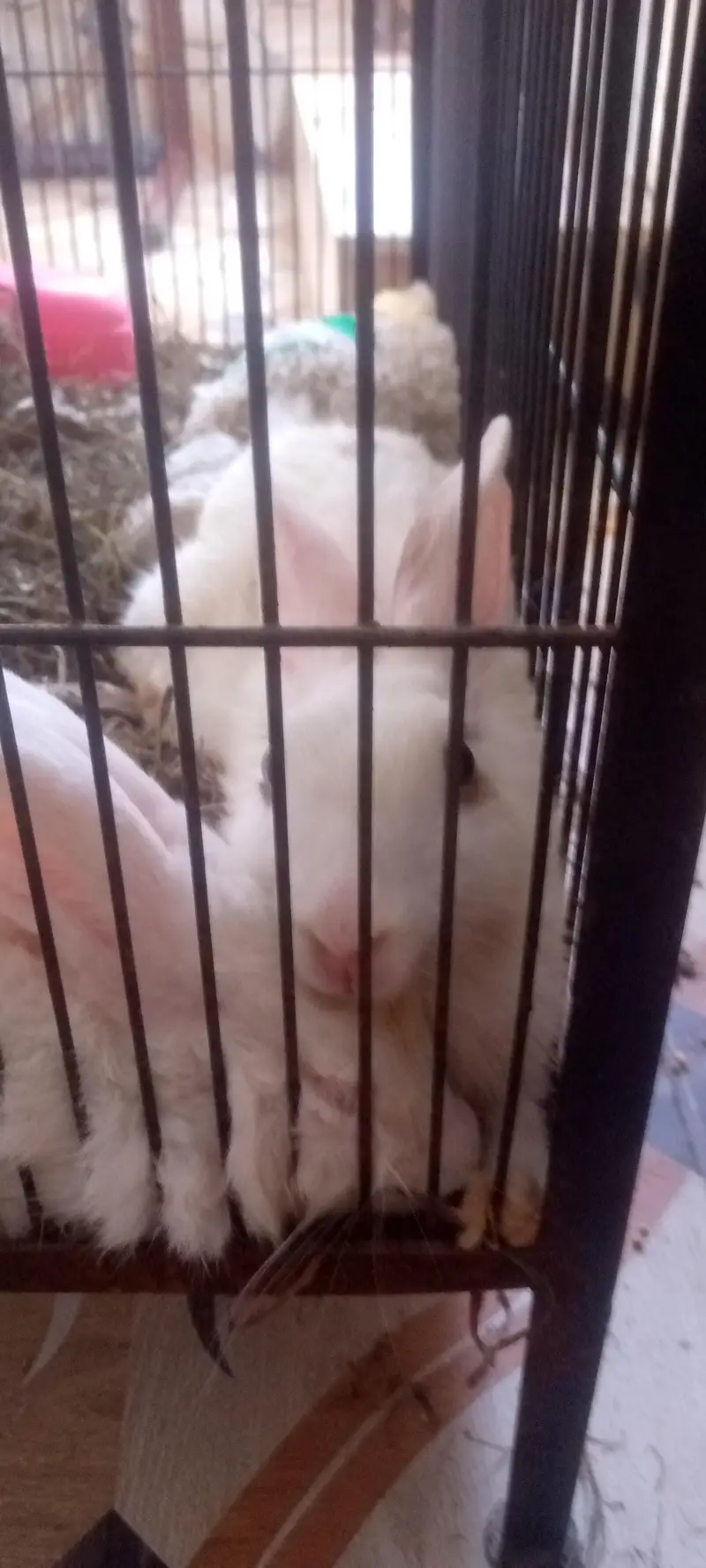 Rabbit  for sale — photo 5