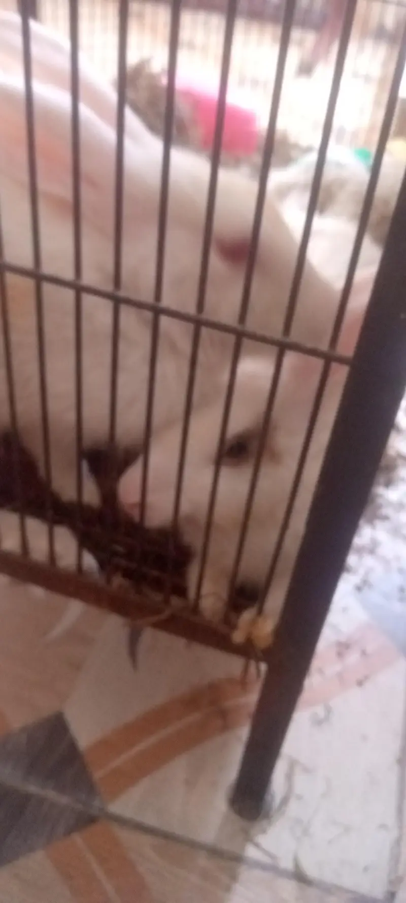 Rabbit  for sale — photo 6