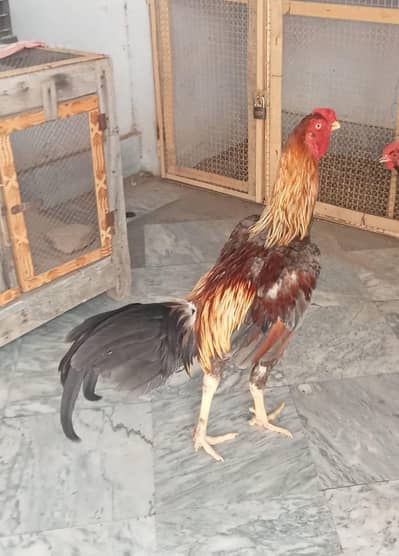 2 pairs of Aseel shamo hens