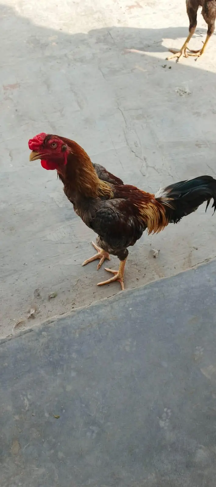 2 pairs of Aseel shamo hens — photo 2