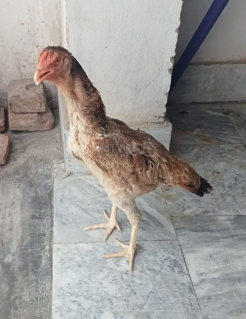 2 pairs of Aseel shamo hens — photo 3