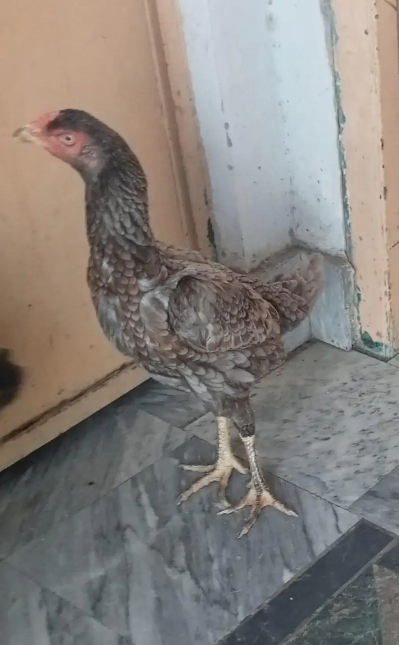 2 pairs of Aseel shamo hens — photo 4