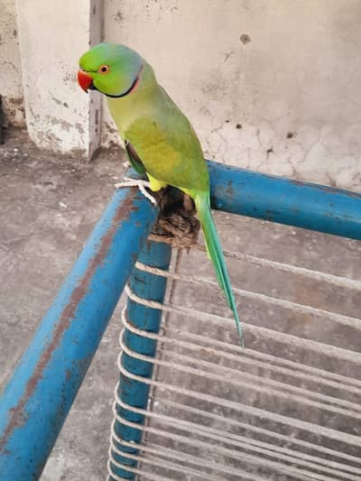 breedr male ghr ka