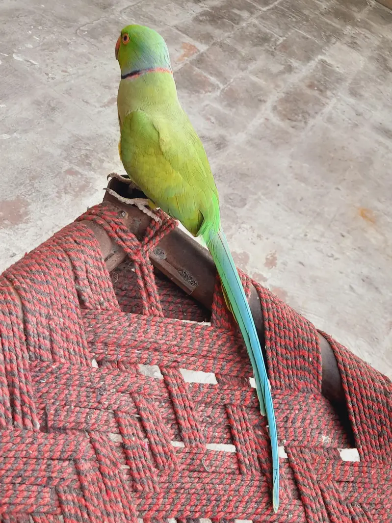 breedr male ghr ka — photo 2