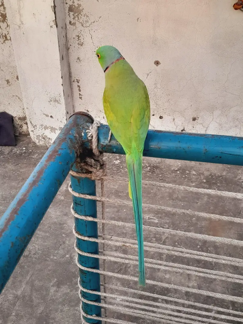 breedr male ghr ka — photo 3