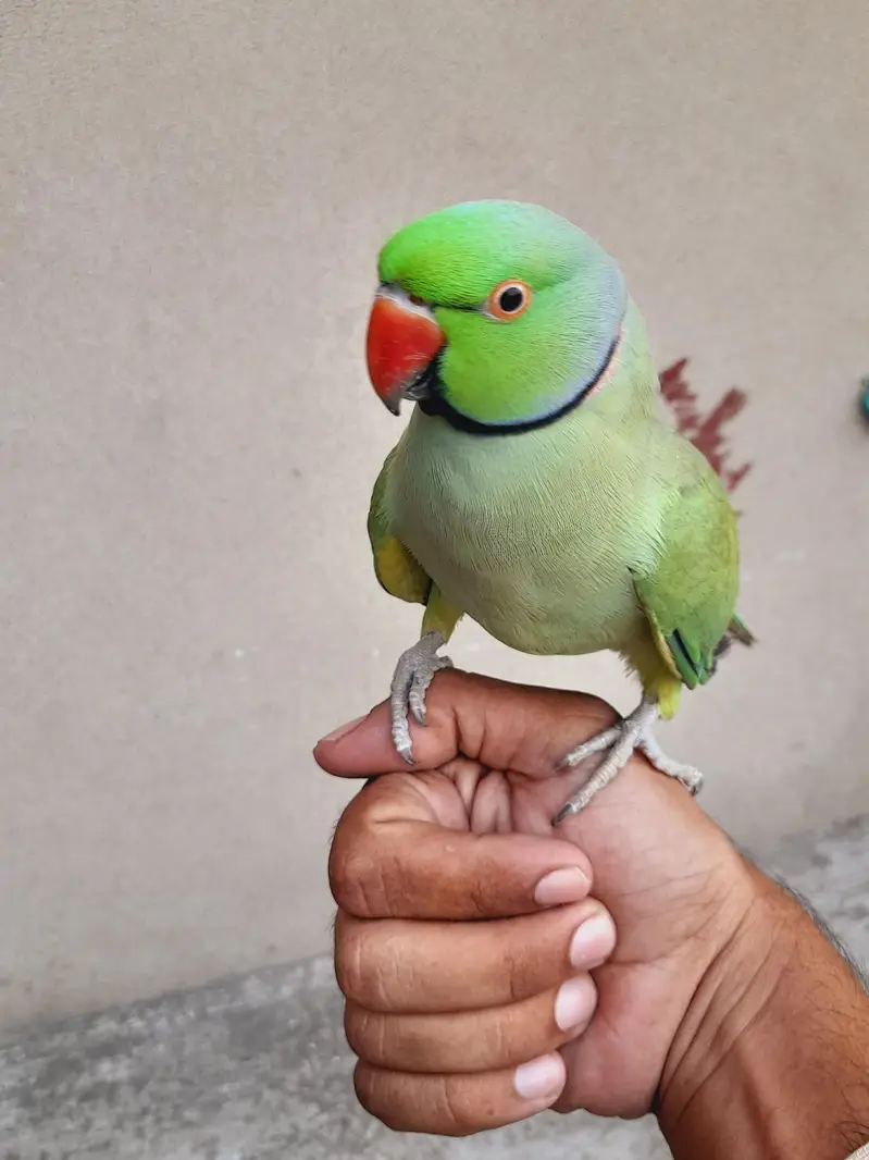 breedr male ghr ka — photo 4