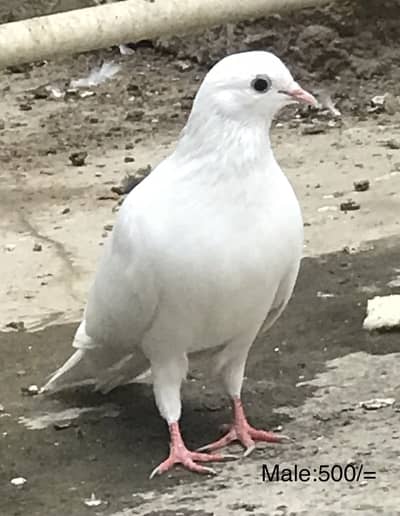 Pigeons
