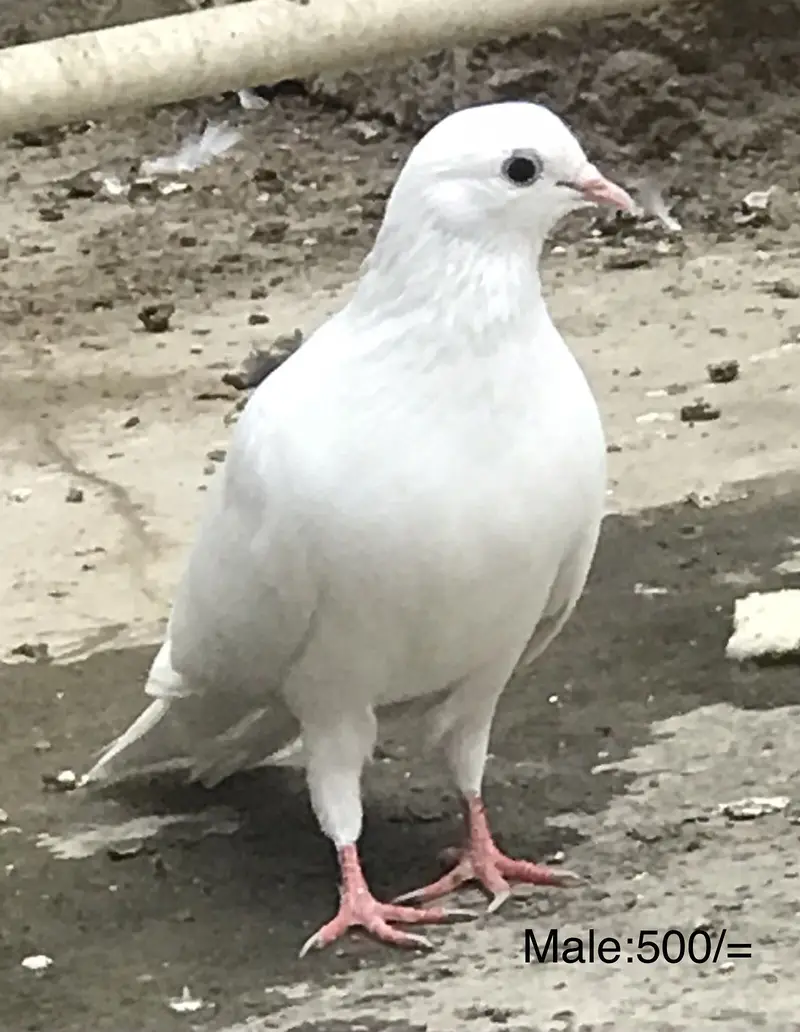 Pigeons