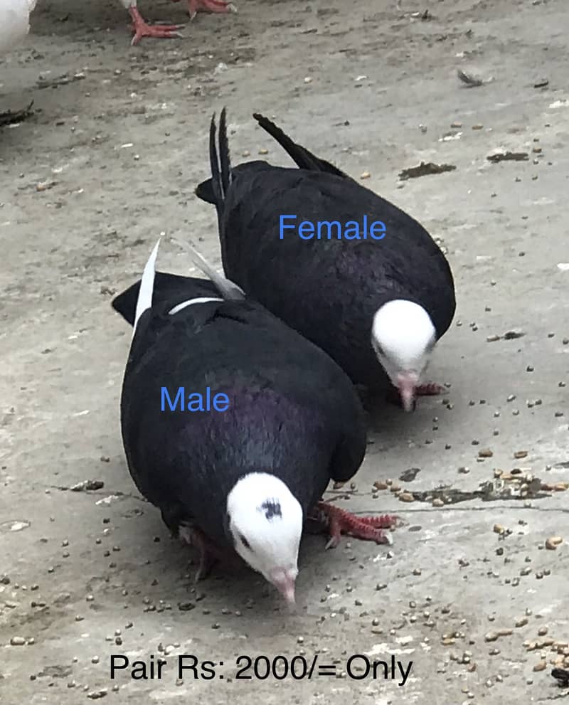 Pigeons 1