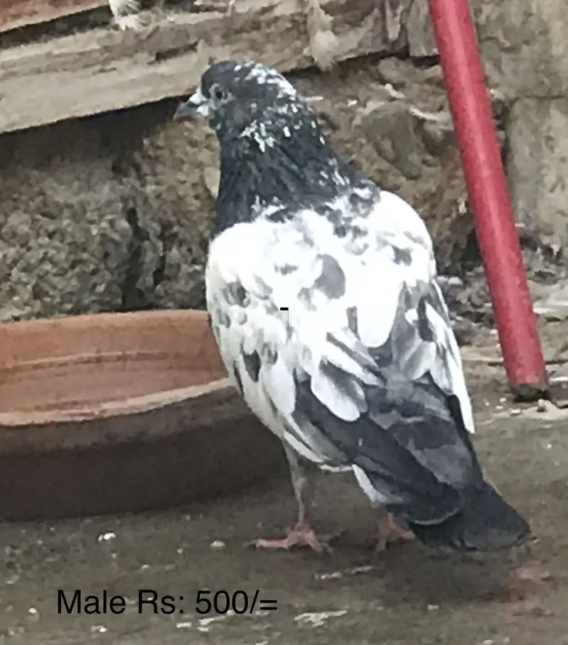 Pigeons — photo 3