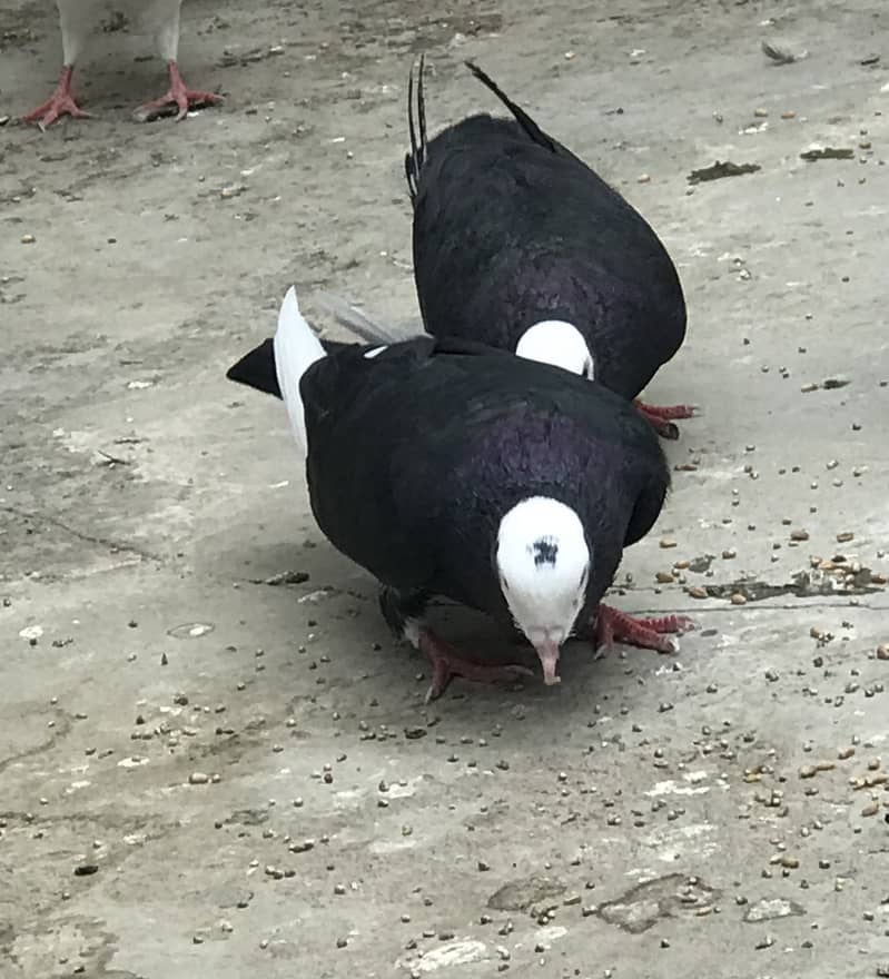Pigeons 3