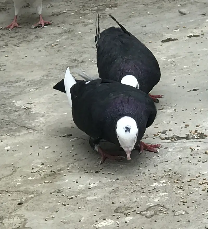 Pigeons — photo 4