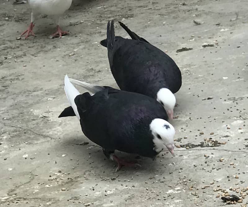 Pigeons 4