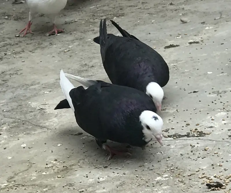 Pigeons — photo 5