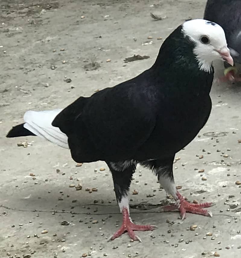 Pigeons 5