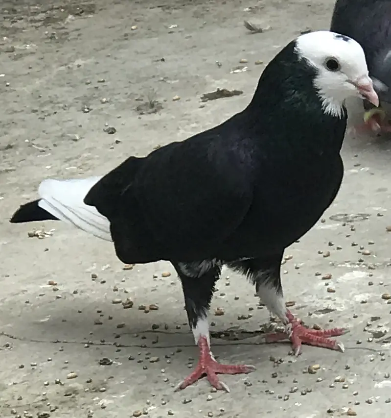 Pigeons — photo 6