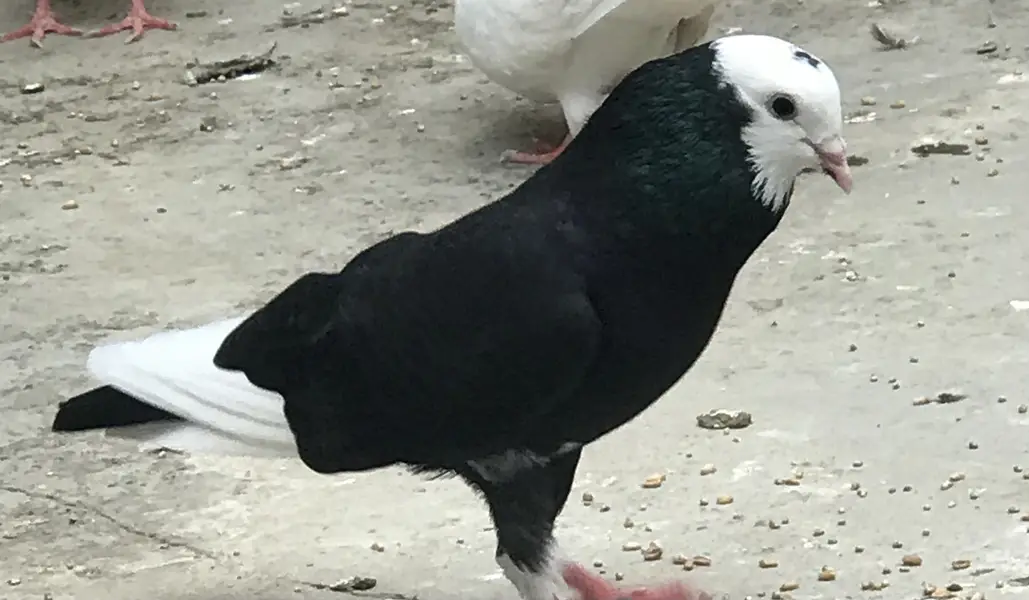 Pigeons — photo 7