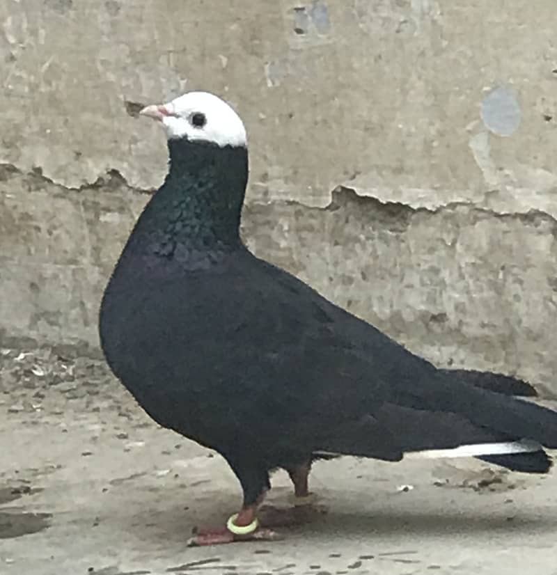 Pigeons 7
