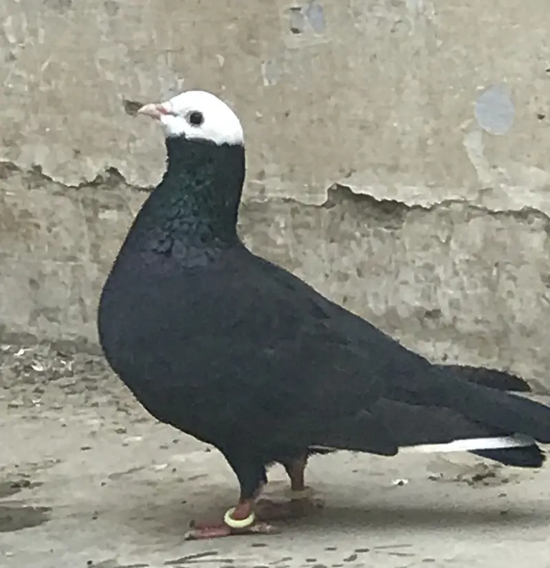 Pigeons — photo 8