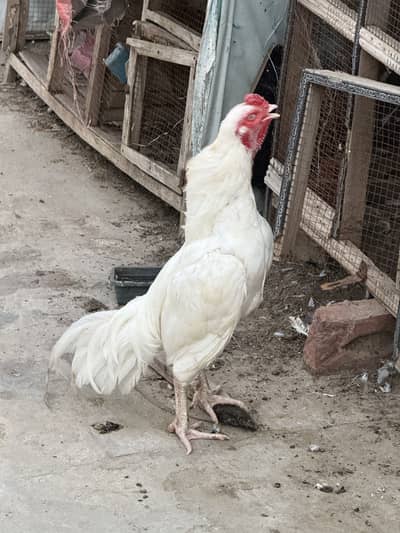 Heera murga for sale