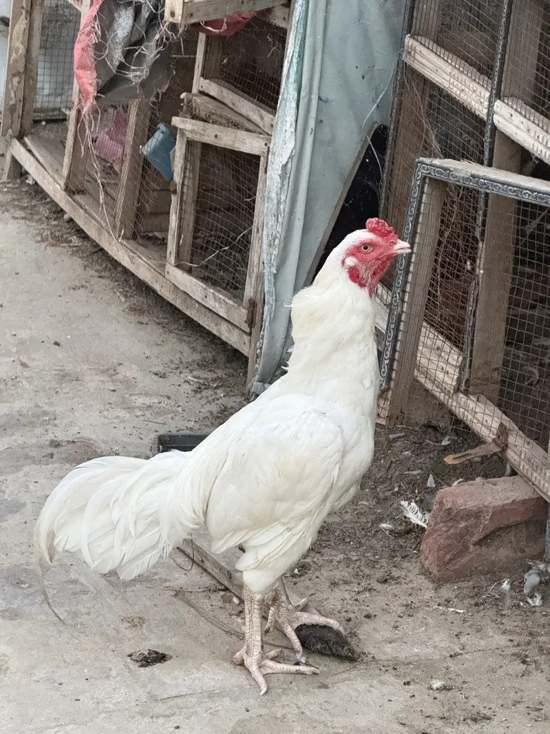 Heera murga for sale — photo 2