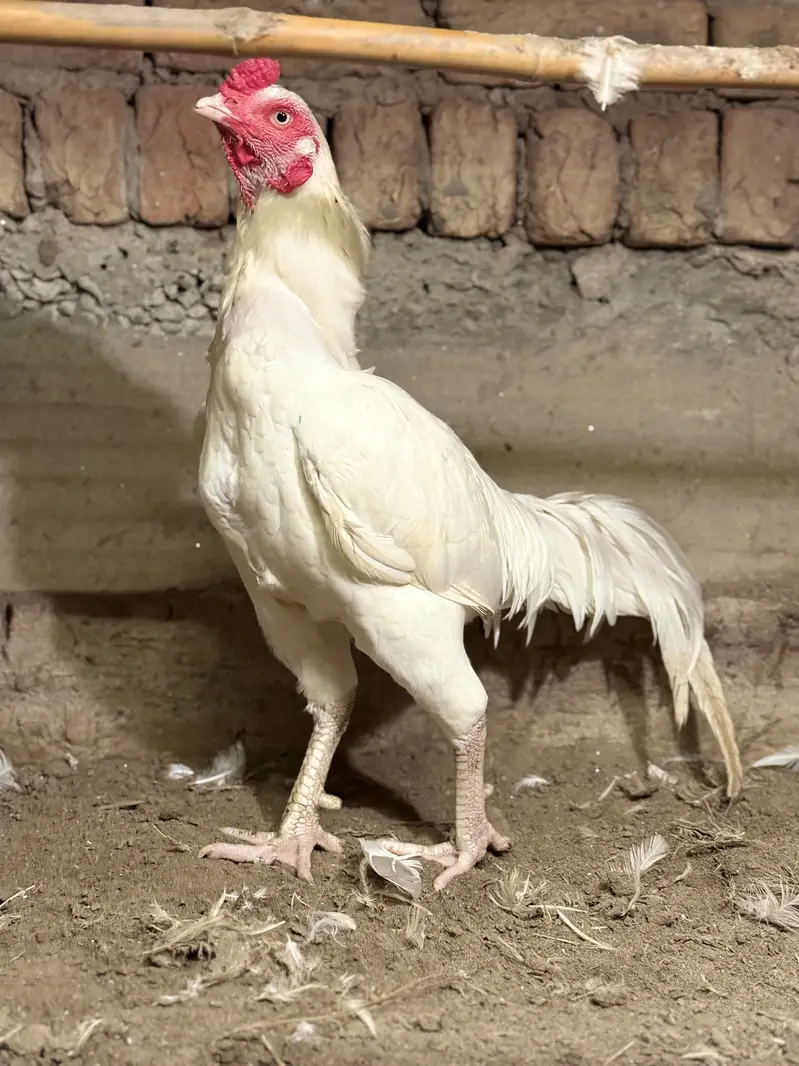 Heera murga for sale — photo 3