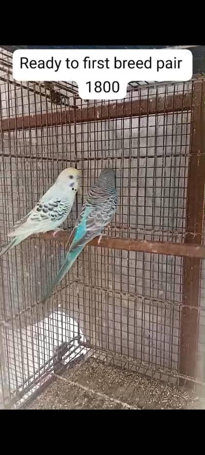 Budgies for Sale