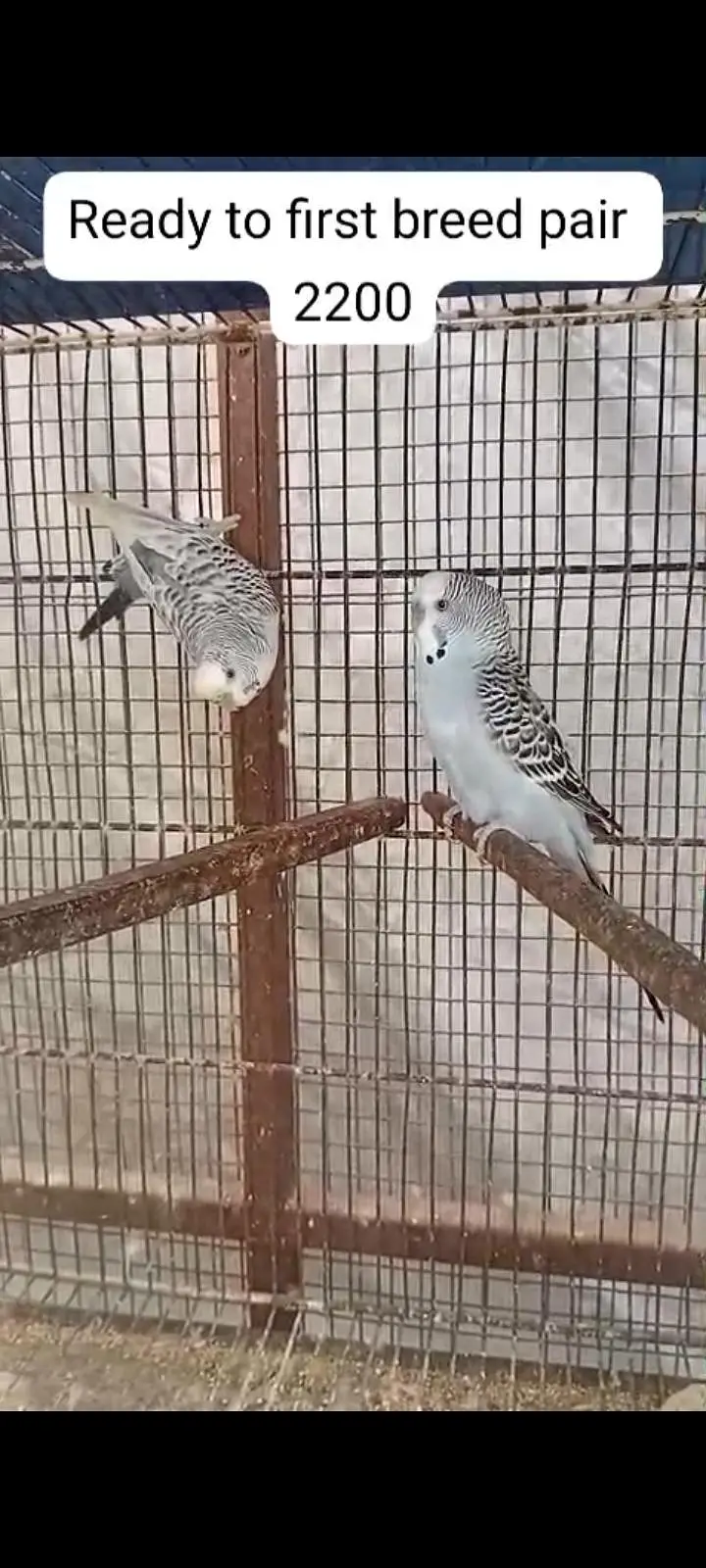 Budgies for Sale — photo 3