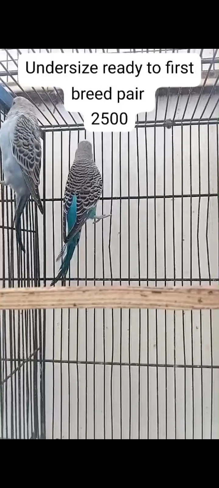 Budgies for Sale — photo 4