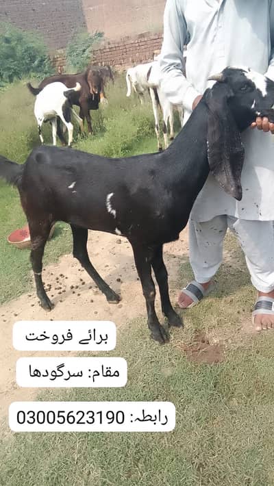 Female goat for sale
