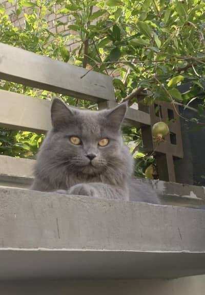 Persian Male