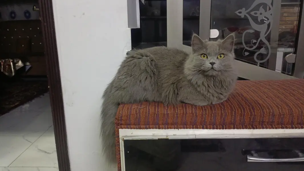 Persian Male — photo 3