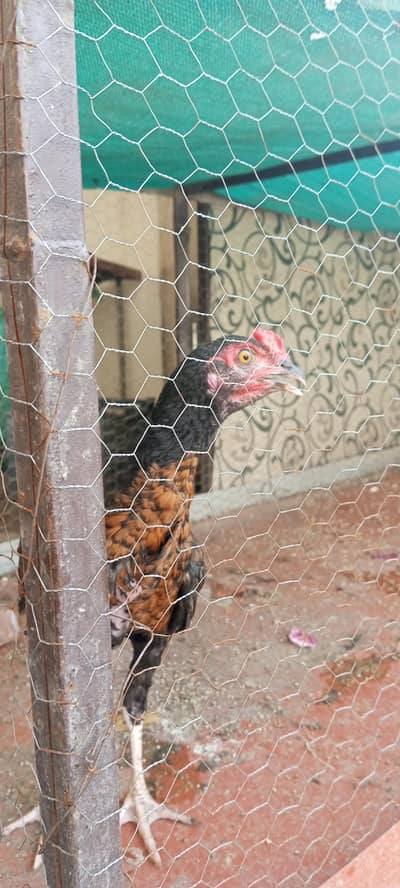 aseel chicks available hain aur exchange possible hai