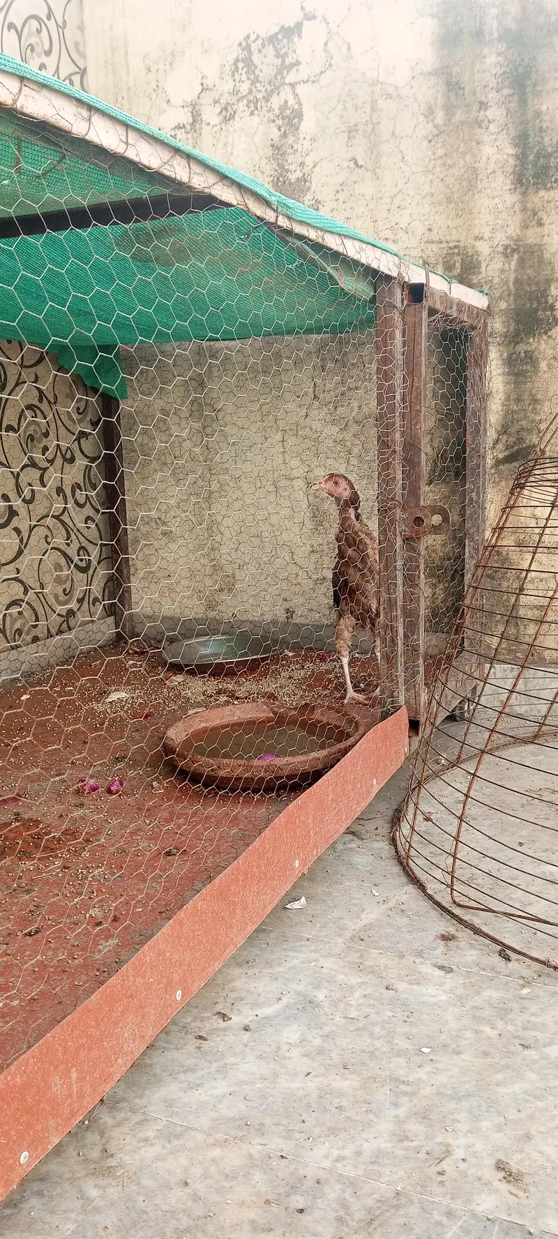 aseel chicks available hain aur exchange possible hai — photo 2