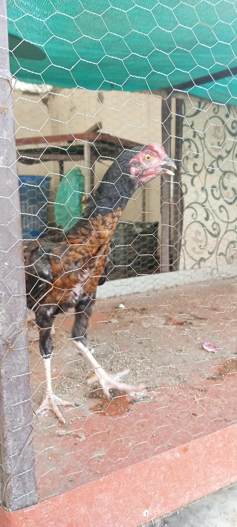 aseel chicks available hain aur exchange possible hai — photo 3