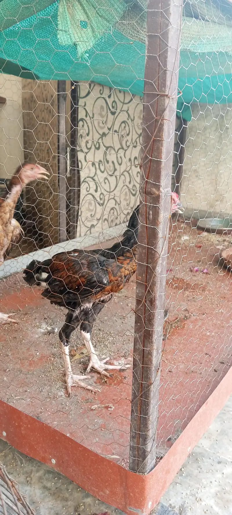 aseel chicks available hain aur exchange possible hai — photo 4