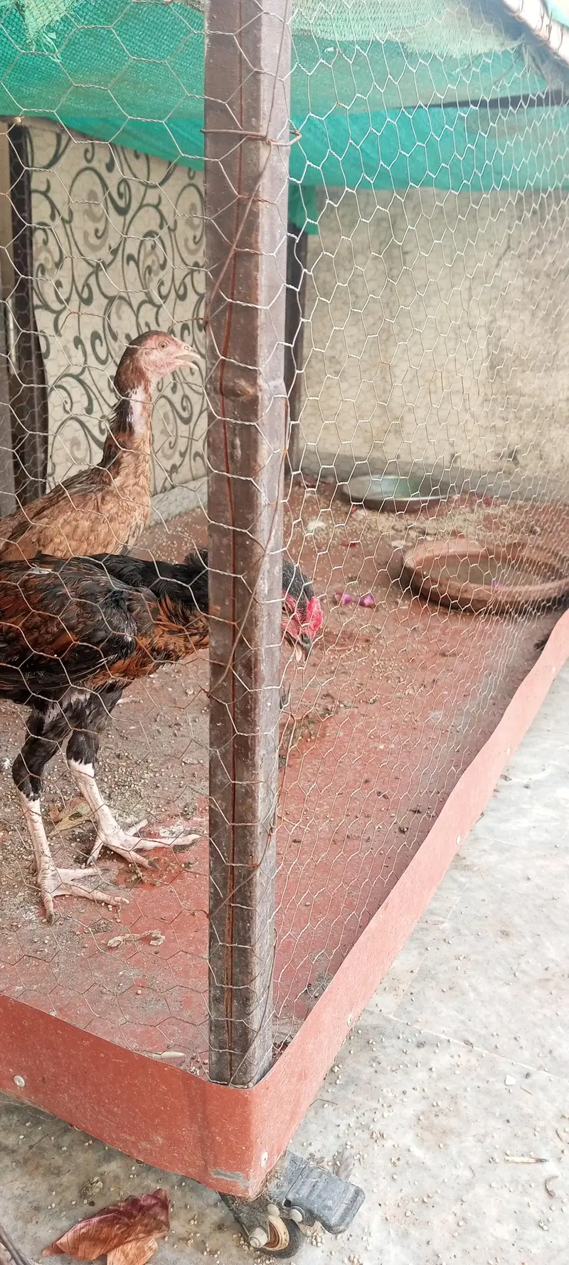aseel chicks available hain aur exchange possible hai — photo 5