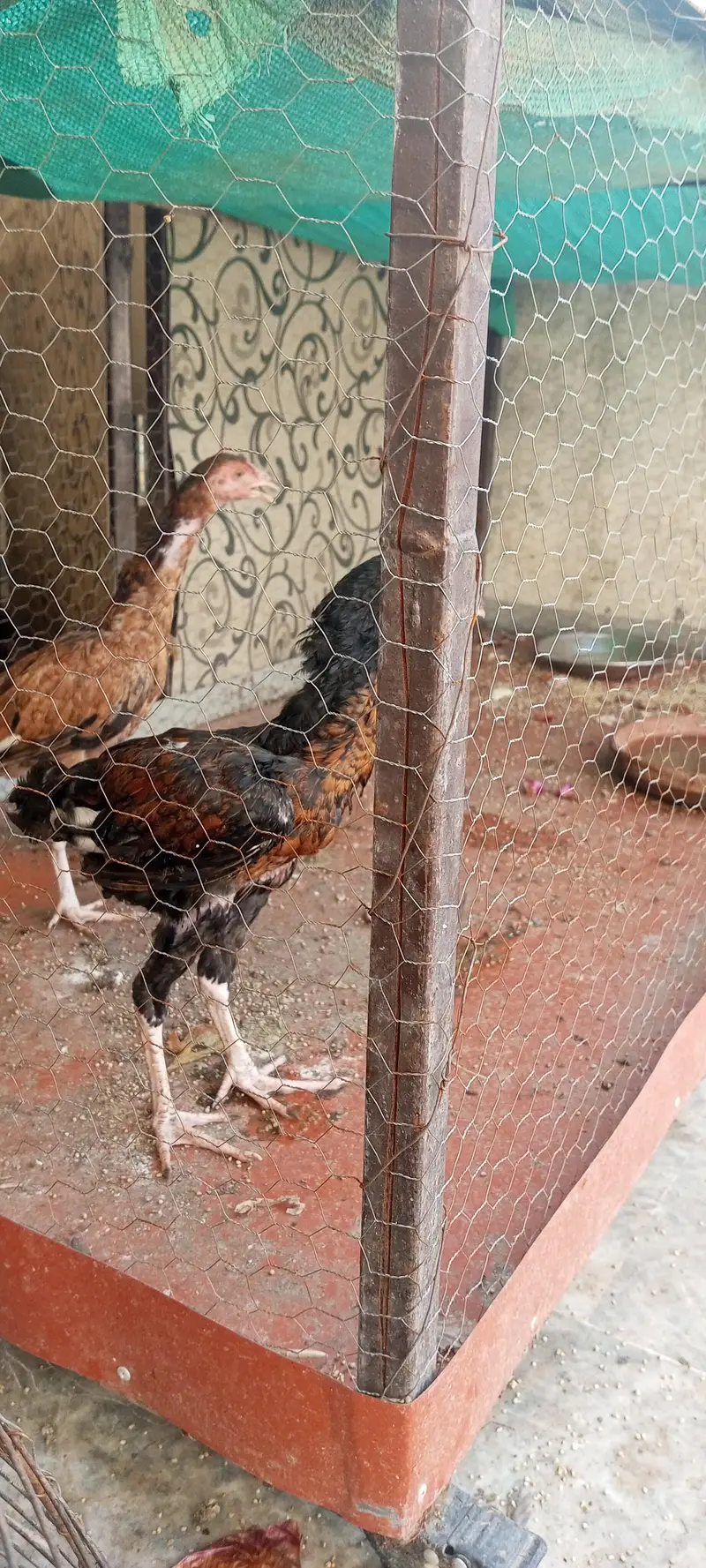 aseel chicks available hain aur exchange possible hai — photo 6