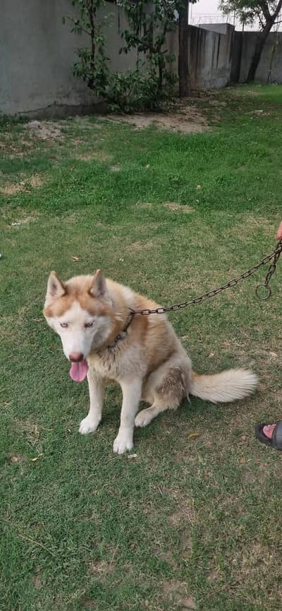 siberian husky blue green eyes