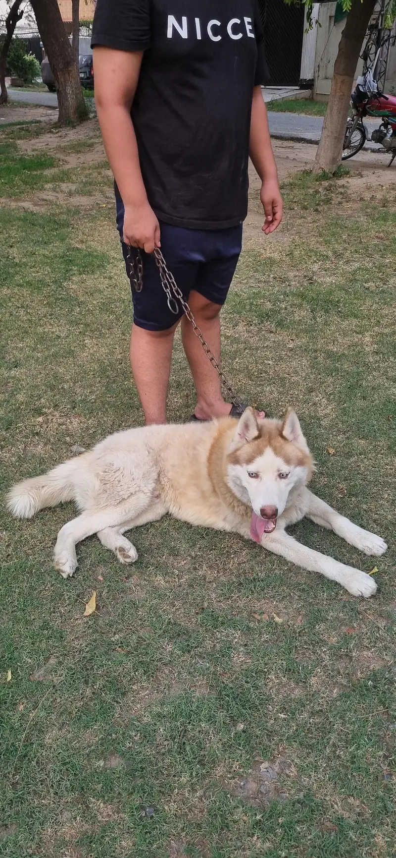 siberian husky blue green eyes — photo 2