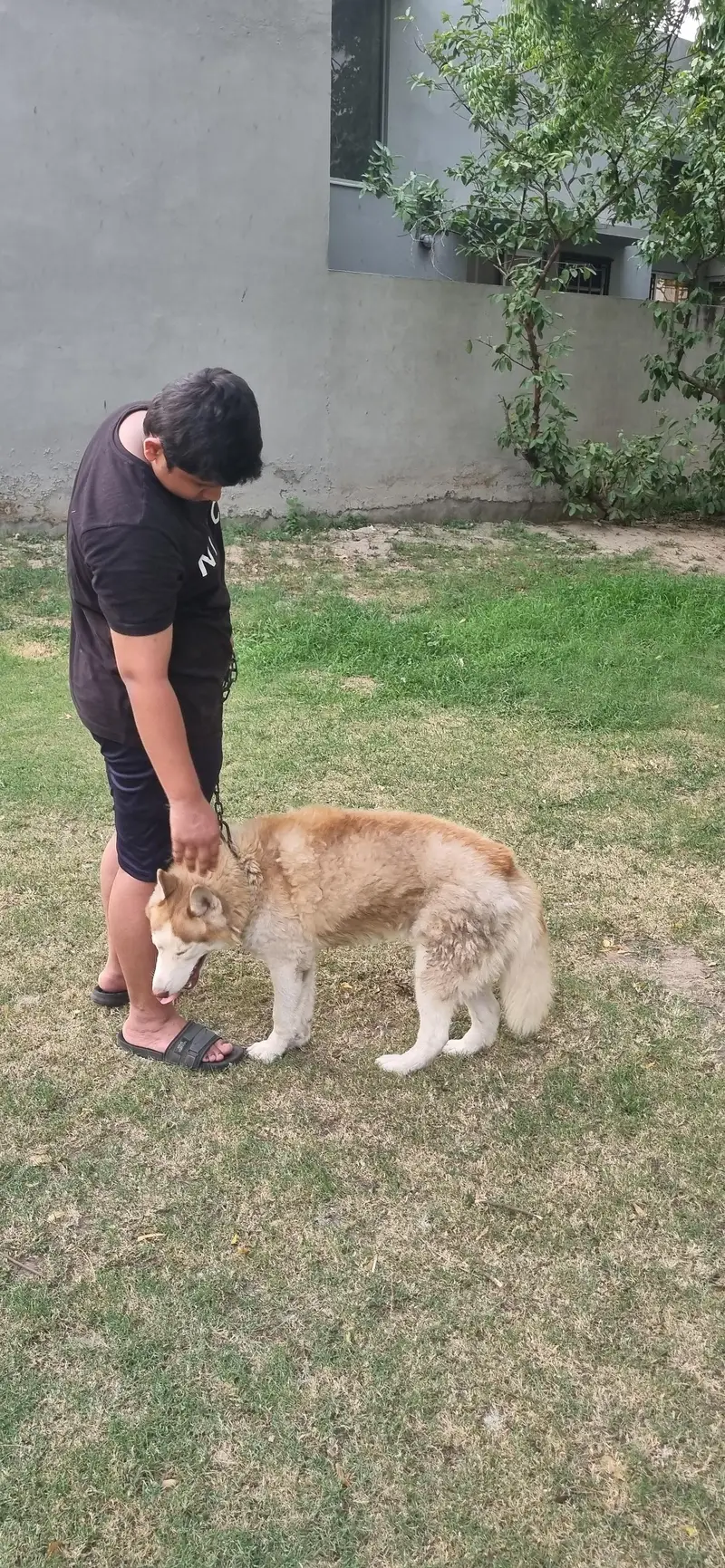 siberian husky blue green eyes — photo 3
