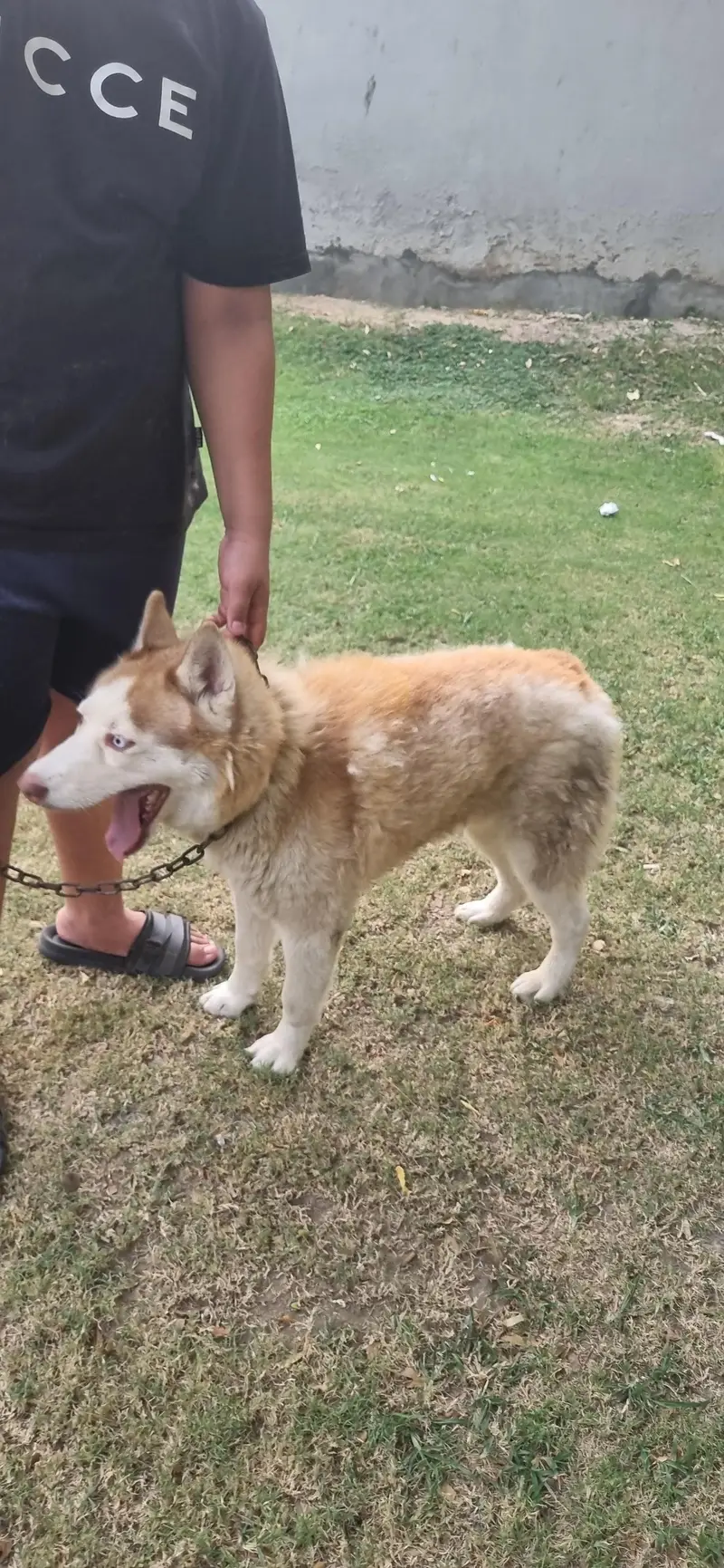 siberian husky blue green eyes — photo 4