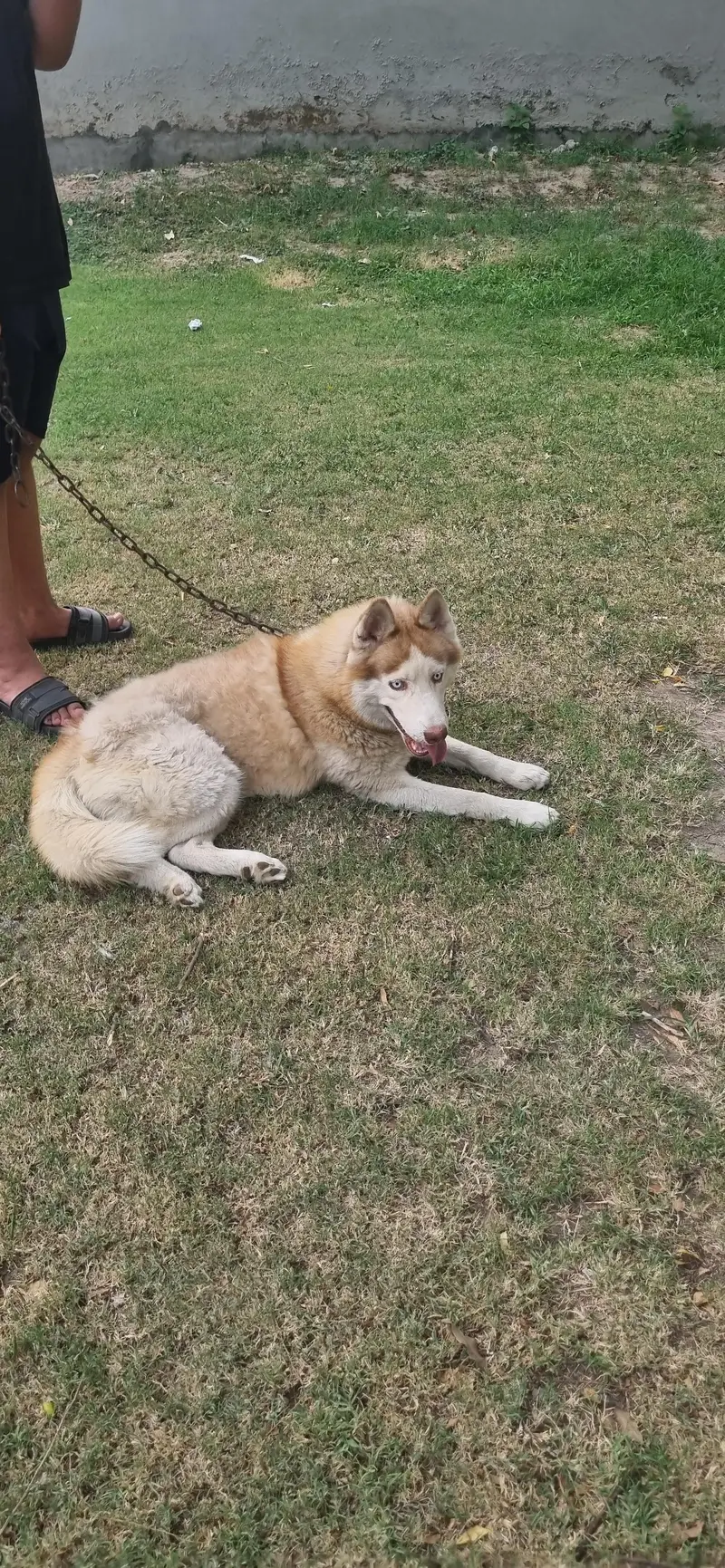 siberian husky blue green eyes — photo 5