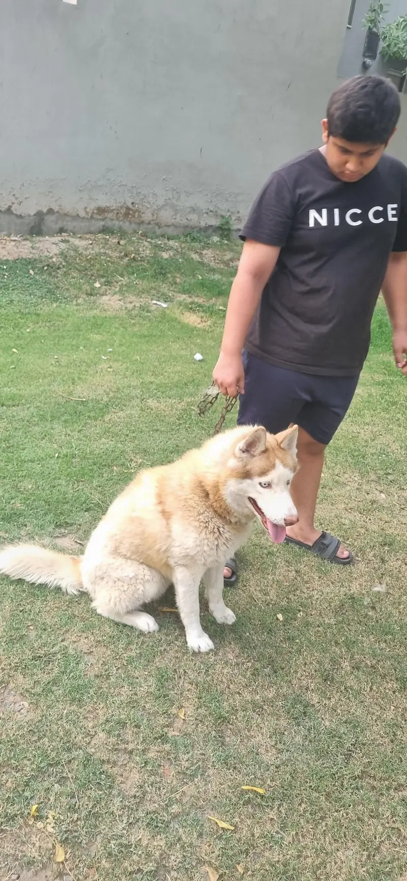siberian husky blue green eyes — photo 6