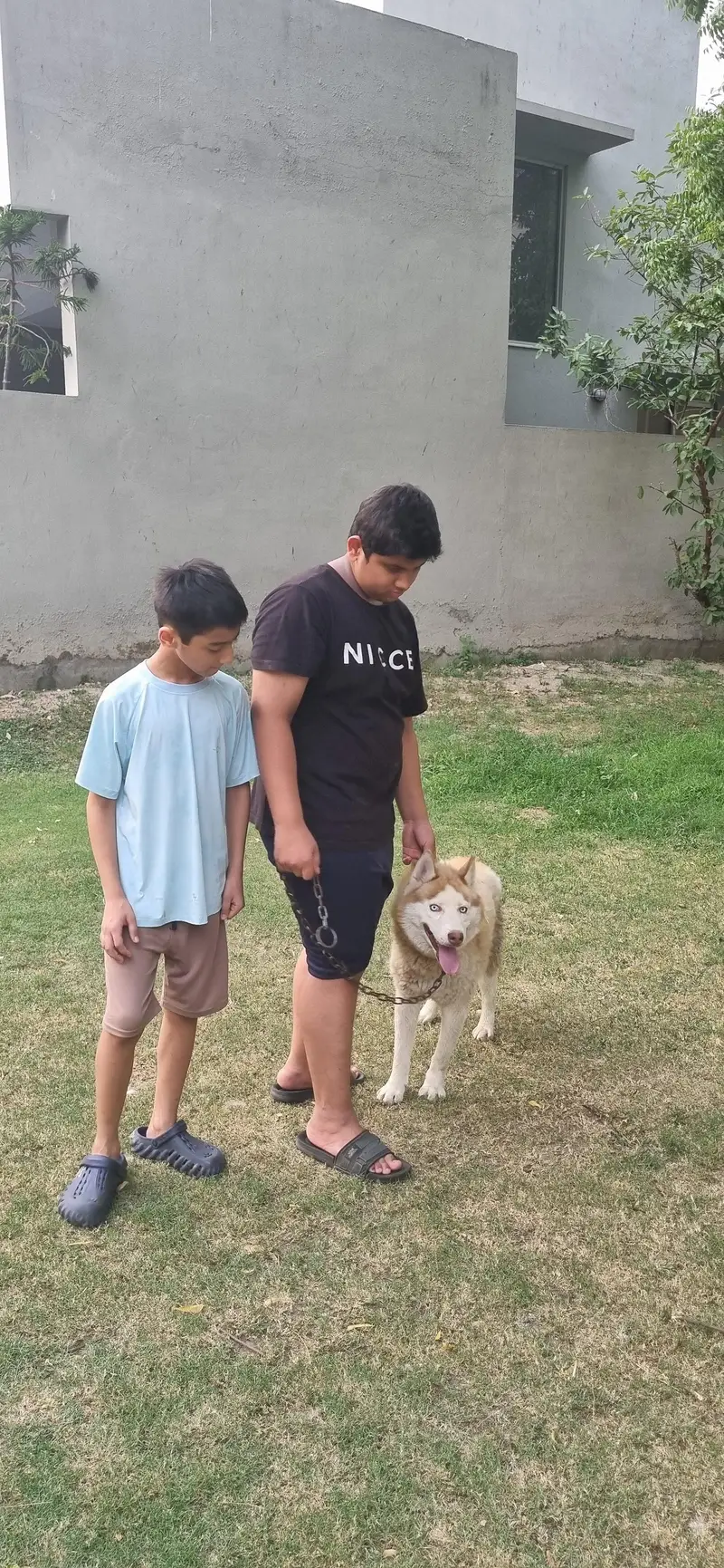 siberian husky blue green eyes — photo 7