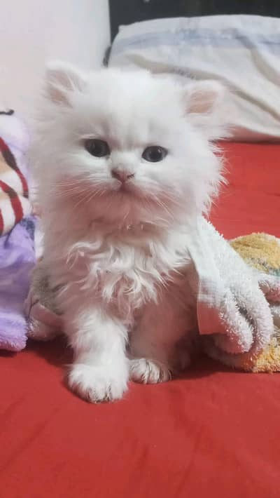  Premium Persian Sami Punch Face Kitten Available for Sale 